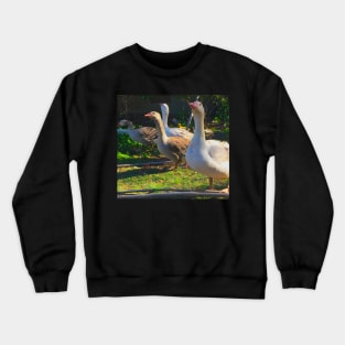 Flock of Cotton Patch Geese Crewneck Sweatshirt